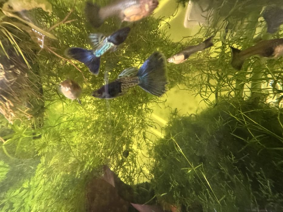 Guppies Blue Metal Snakeskin - Trio(MFF)