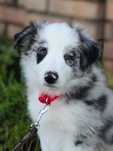 Uroczy piesek blue merle ZKwP /FCI