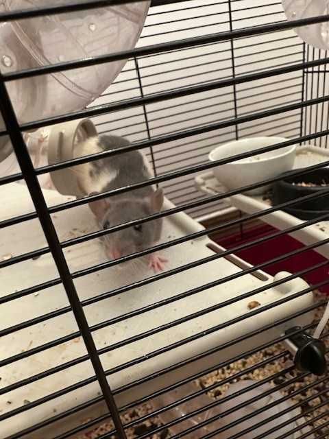 Sprzedam dwa szczury