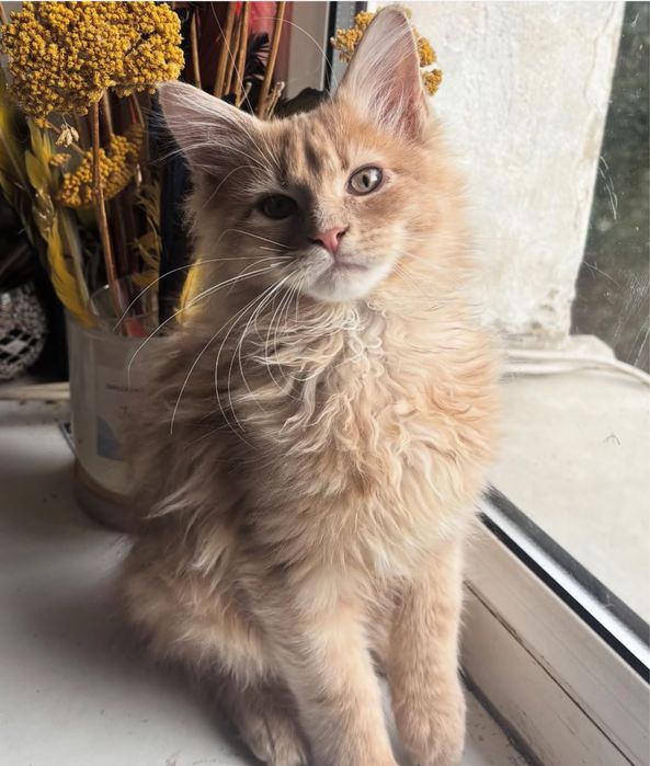 Kremowy rudy kotek kocurek maine coon fife fci gotowy do odbioru
