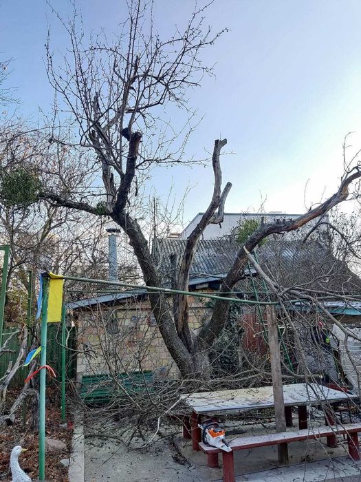 Обрезка деревьев. Стрижка туи. Формовочная обрезка