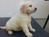 Golden retriever piesek