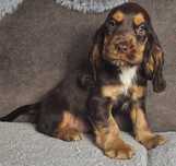 Cocker spaniel angielski - Piękny piesek  czekoladowo podpalany
