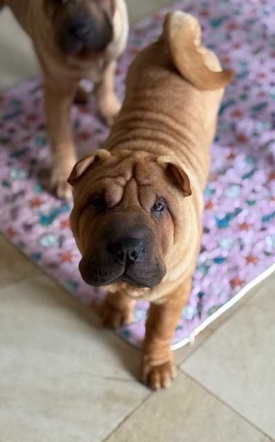 Hodowla rasy shar pei Red Folds przedstawia szczeniaków ur. 22.06.2025