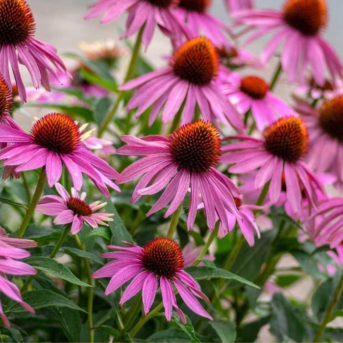 Ехінацея пурпурова, розсада