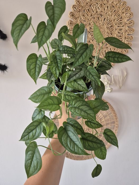 Monstera siltepecana pnącze