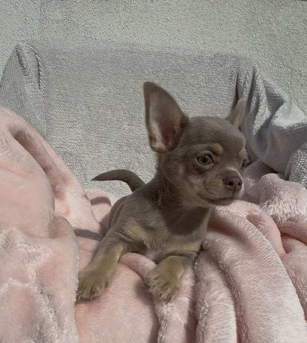 Chihuahua piesek lilac tan