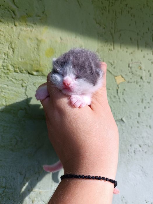 Котики та киці, сірі з білим, білі з чорним, дуже яскраві та красиві,