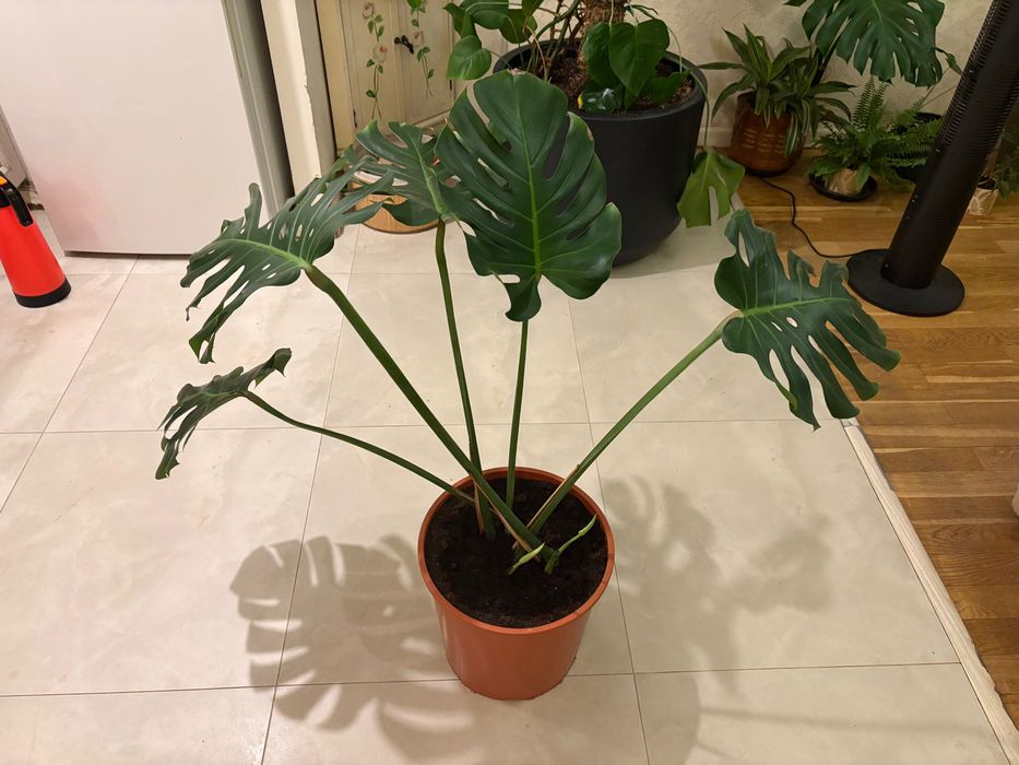 Monstera Big Form XXL