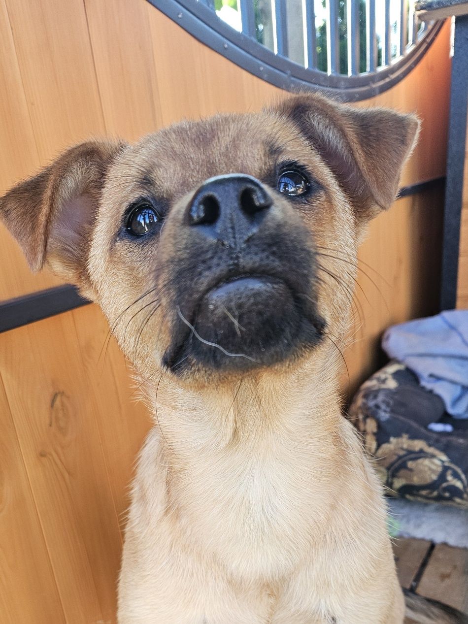Cudowny, uratowany psiak szuka domu, pies, adopcja, piesek