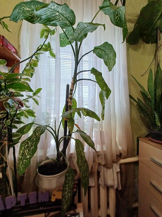 Диффенбахия крупная