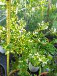 Azevinho (Ilex Aquifolium)