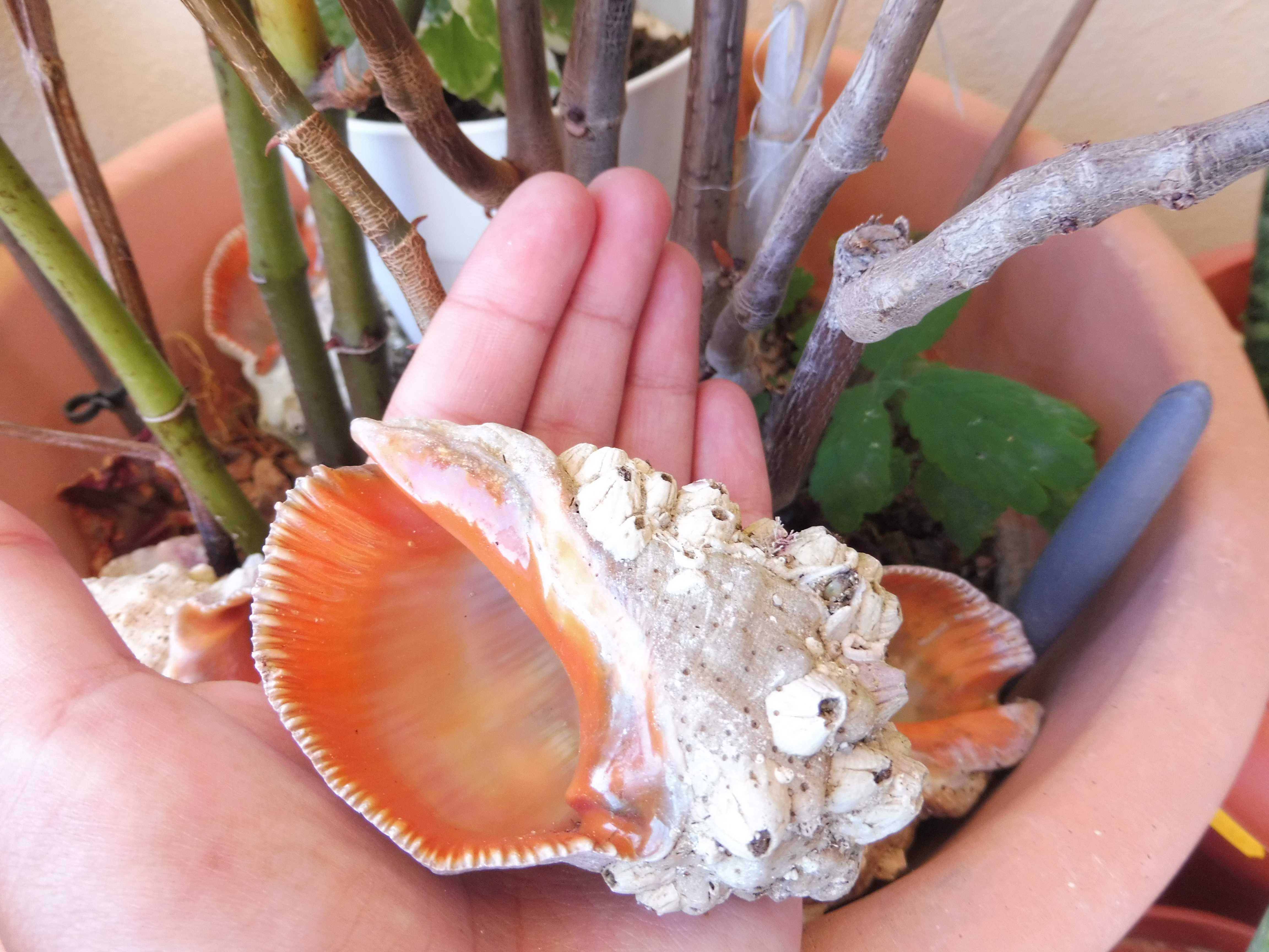 Búzios Laranjas do Algarve