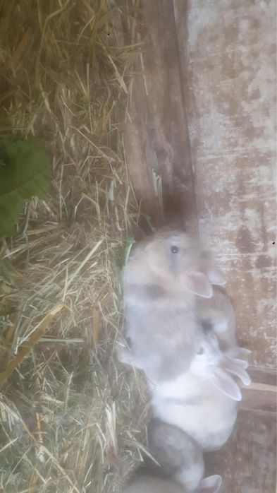 Króliki miniaturki na sprzedaz