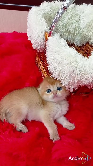 Девочка золотая шиншилла. Шотландская вислоухая