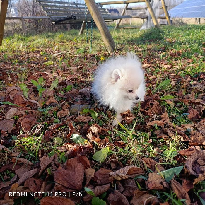 Szpic miniaturowy.Tylko dla Ciebie . Wyjątkowy pomeranian.