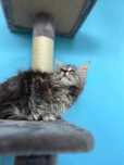 Maine Coon  z rodowodem