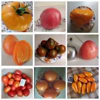 семена помидор, перца, огурцов, арбуза, петрушки, укропа, щавля, дыни,