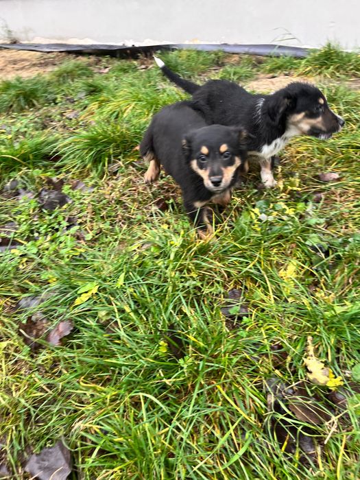 Oddam szczeniaki w dobre ręce