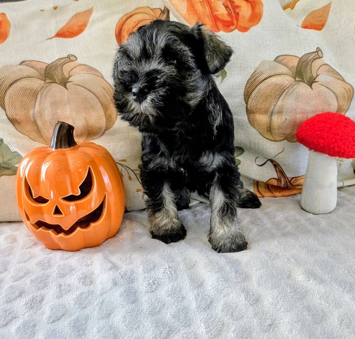 Suczka sznaucer miniaturowy pieprz I sól z rodowodem.