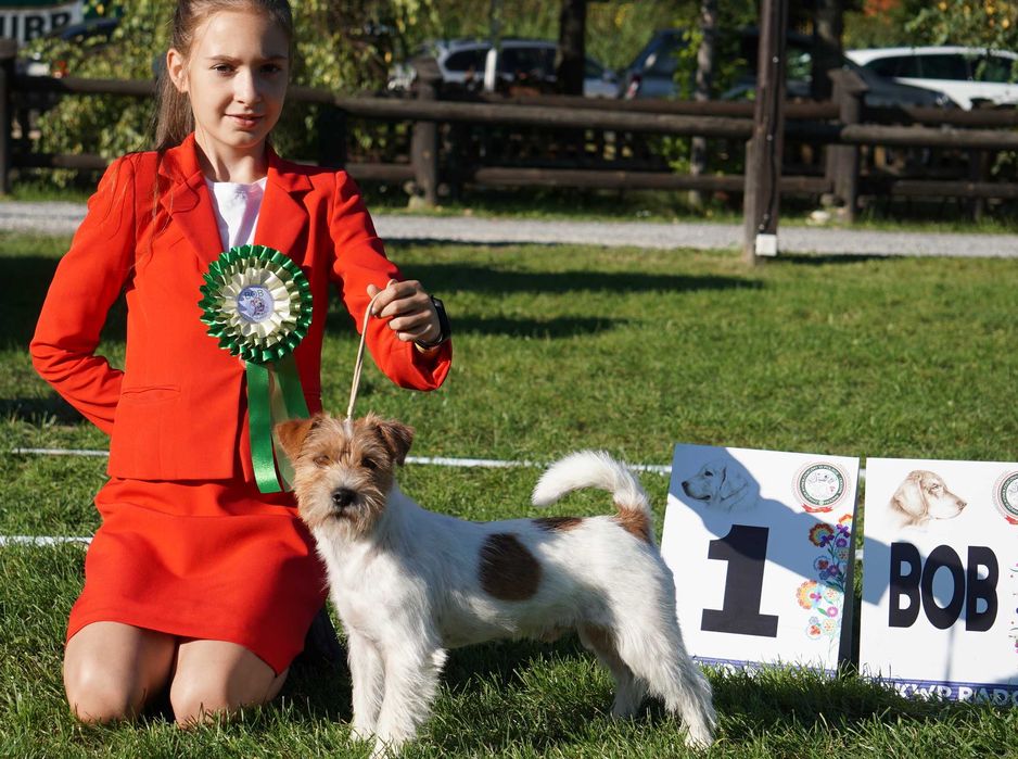 Jack Russell Terrier ZKwP FCI szczeniaczki po Ch.PL