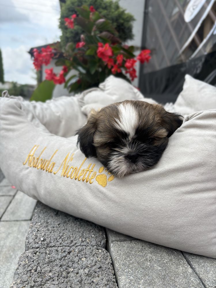 Suczka shih tzu tricolor
