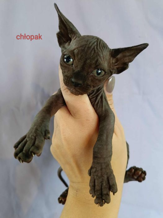 Sfinks Kanadyjski - kocięta