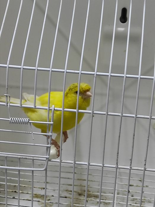 Canários Poupa Alemão