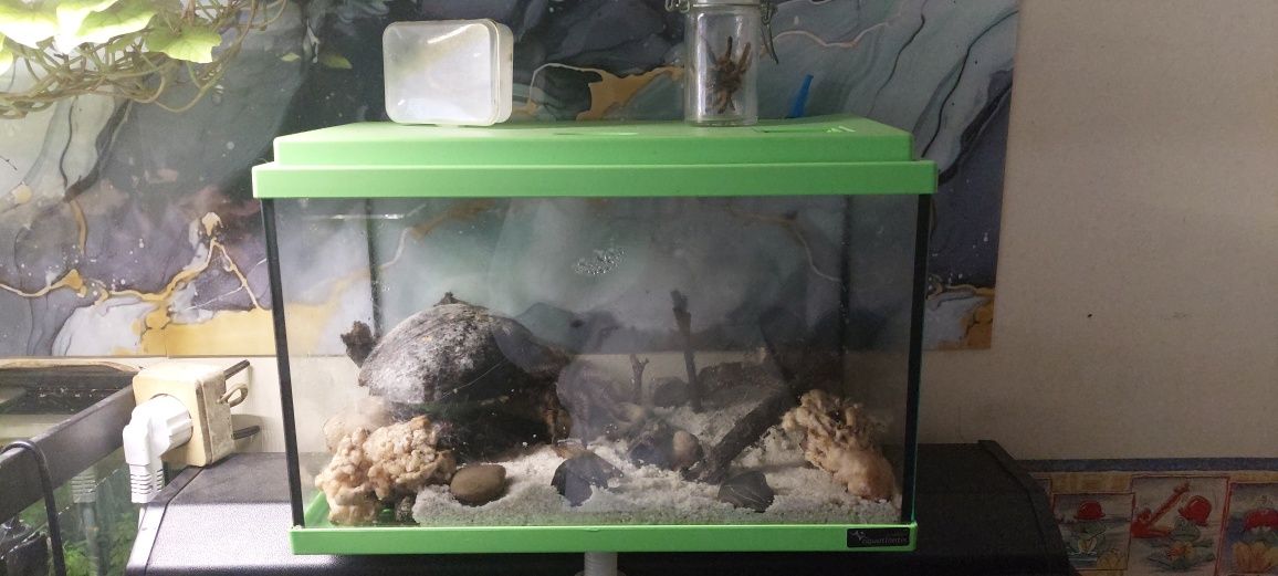 Vendo tarantula + aquário