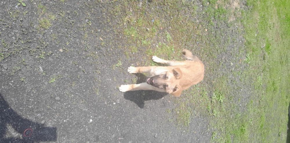 Oddam suczkę za darmo