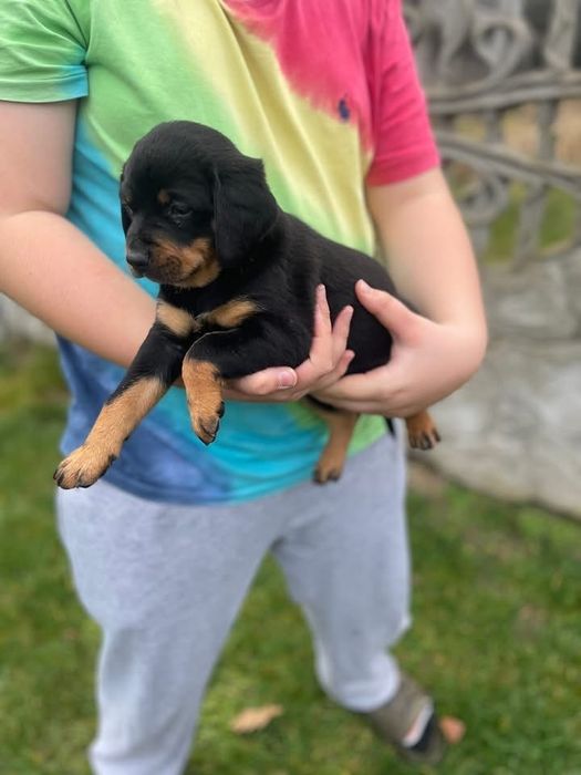 Oddam pieski…suka to orginal Gonczy Polski