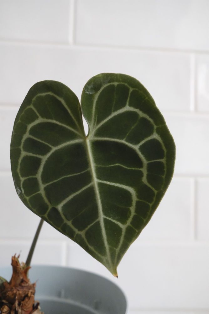 Anthurium clarinervium