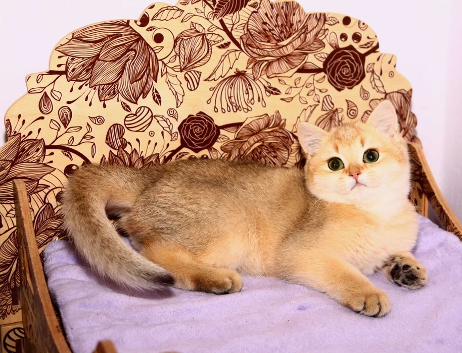Мега красивый ласковый британский маленький котик