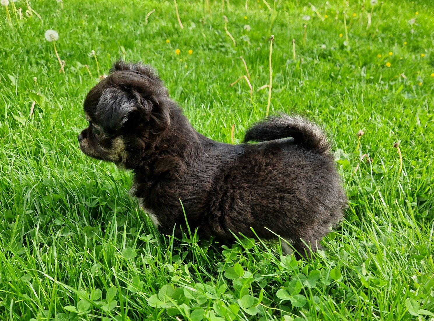Chihuahua długowłosy śliczny piesek