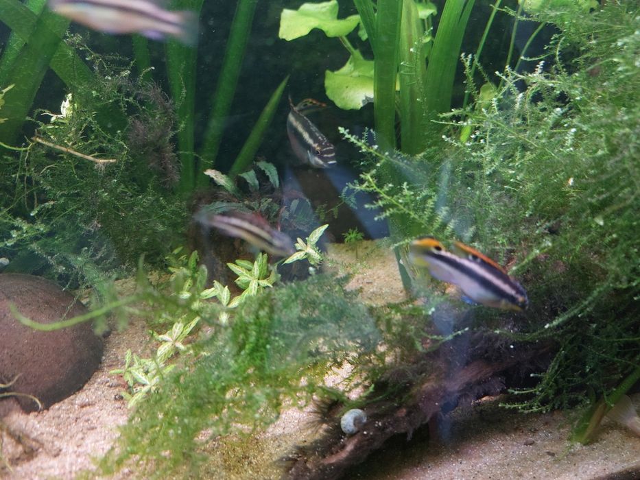 Casal Kribensis // Plantas