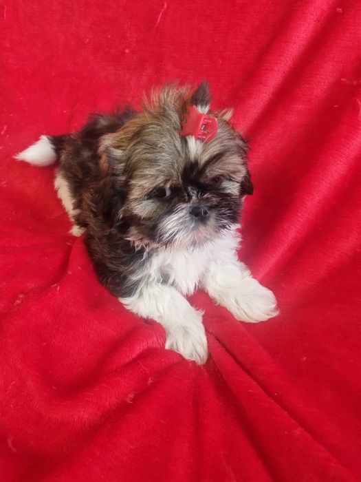 Shih-tzu śliczna mała sunia