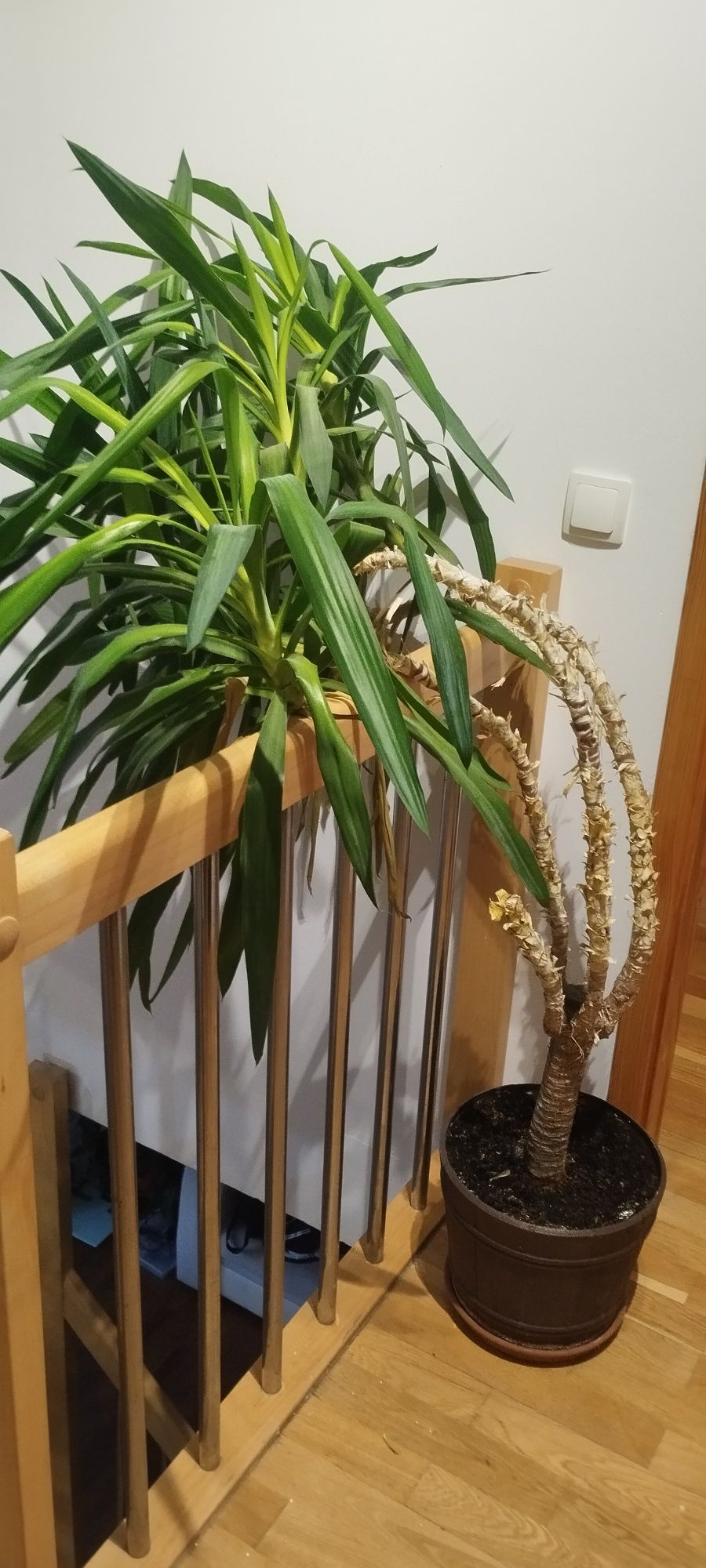 Juka. Ponad 170 cm.