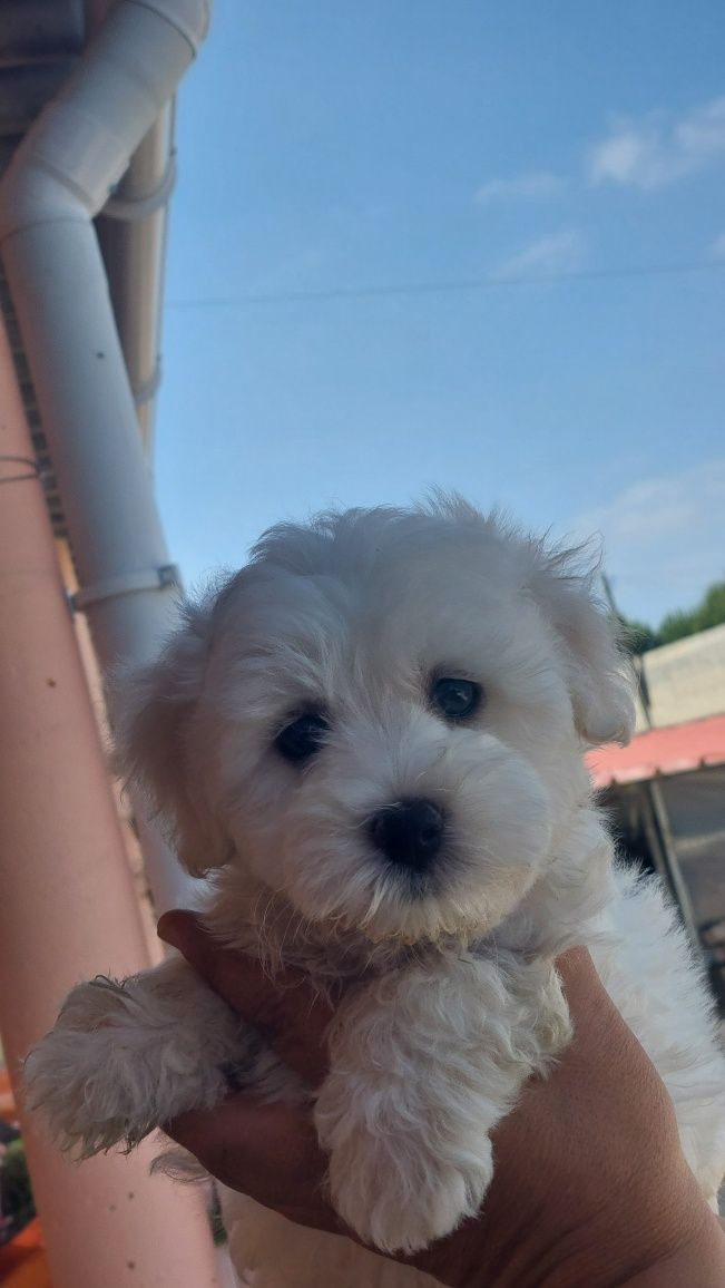 Maravilhoso menino bichon maltês