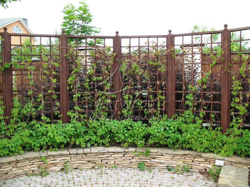 Многолетники садовые кустарники крупномеры  для тени или солнца