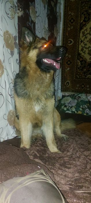 НА ОХОРОНУ!Довгошерстий крупний шикарний німець