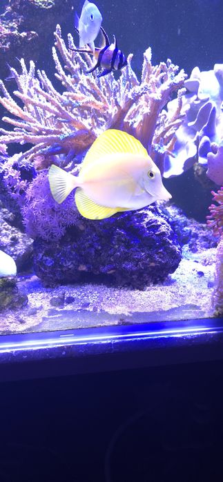 Pokolec Zebrasoma flavescens