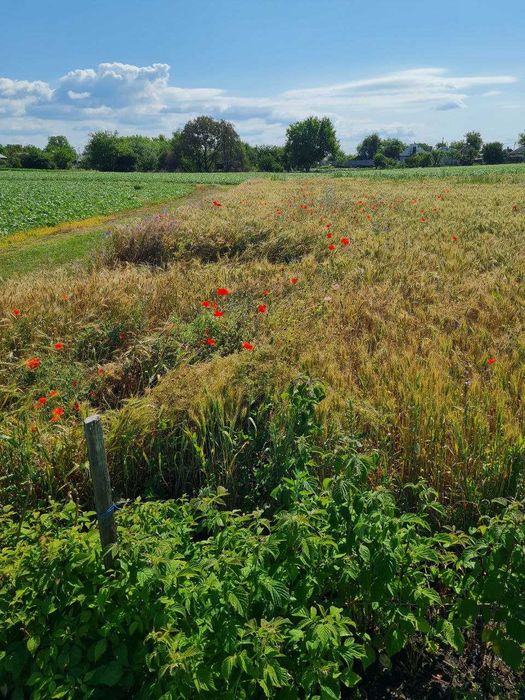 Продам 3-х пов. цегляний БУДИНОК в с. ВІЛЬНІЙ ТЕРЕШКІВЦІ.  137000