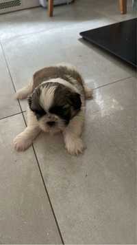 Shih tzu piesek