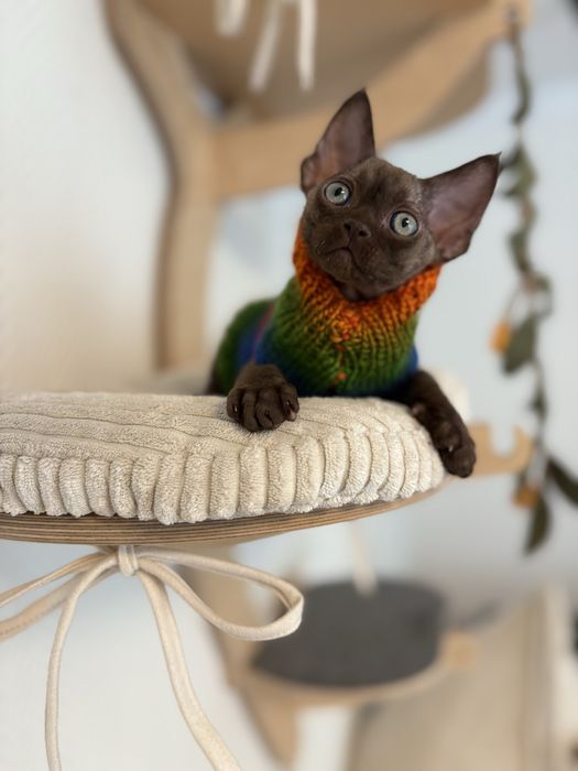 Devon rex kocurek