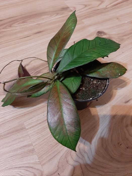 Kolekcjonerska Hoya Gunung gading.