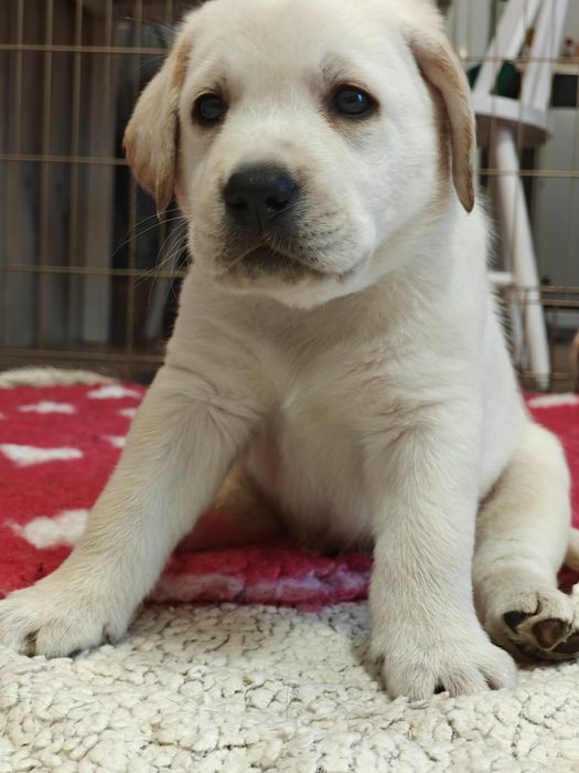 Labrador Retriever suczka, gotowa do odbioru