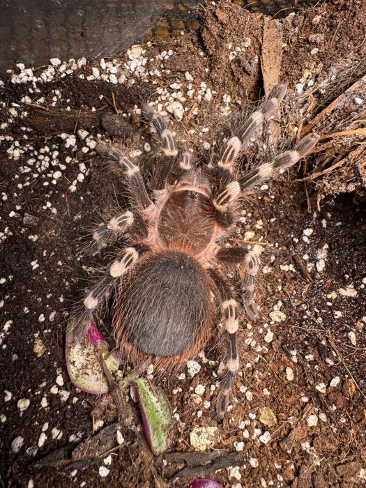 Samica Acanthoscurria Geniculata, 4,5 DC