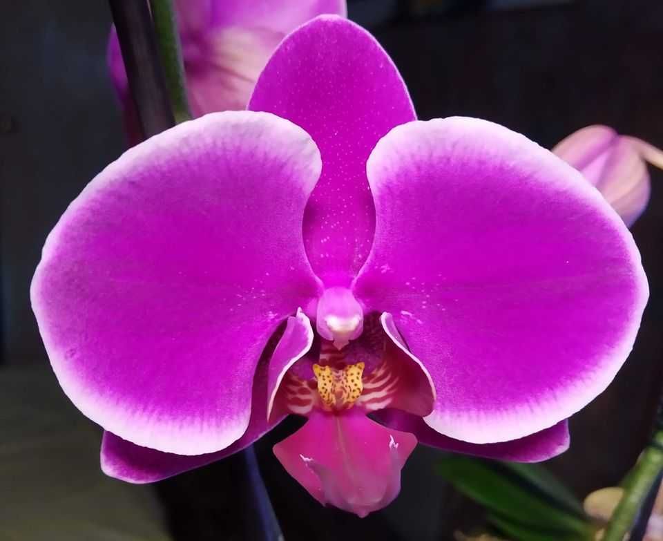 Орхидея Джевел (Jewel)