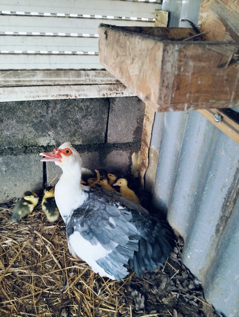 Animais da quinta