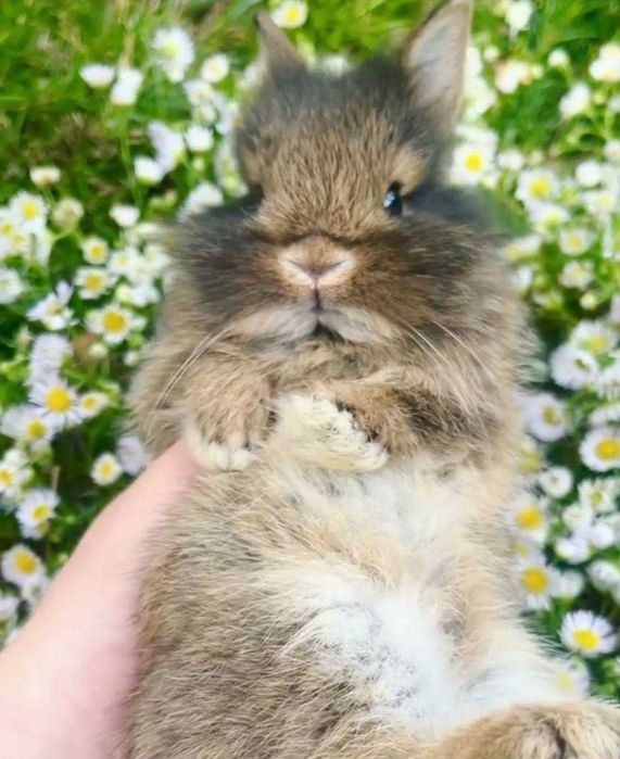 Ексклюзив! Левоголовий німецький карлик, кролик декоративний